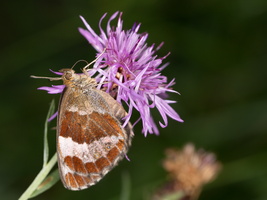 Céphale (Coenonympha arcania) 4