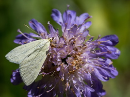 Botys verdâtre (Sitochroa palealis)