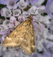 Pyrauste du plantain (Pyrausta despicata) 2