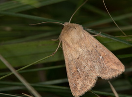 Mythimna albipuncta