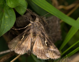 Fausse-arpenteuse du chou (Trichoplusia ni) 2