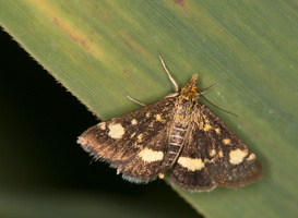 Pyrale de la menthe (Pyrausta aurata)