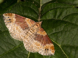 Oxydée (Xanthorhoe spadicearia)