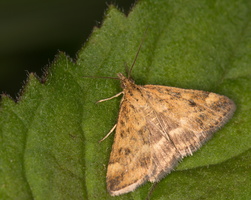 Pyrauste du plantain (Pyrausta despicata) 1