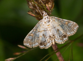 Elophila nymphaeata