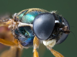 Chloromie agréable (Chloromyia formosa)