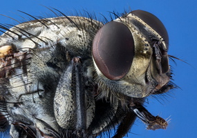 Mouche à damier (Sarcophaga carnaria)