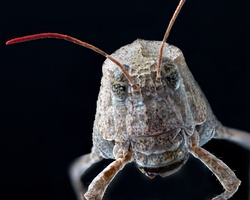 Oedipode aigue-marine (Sphingonotus caerulans)