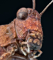 Oedipode rouge (Oedipoda germanica)