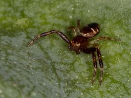 Thomise globuleuse (Synema globosum)