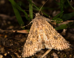 Anarta trifolii