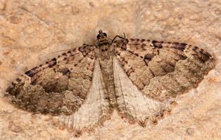 Incertaine de tautel (Triphosa dubitata)