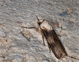 Noctuelle des renouées (Agrotis puta)