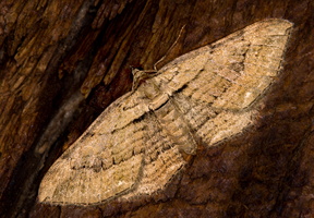 Horisme élégant (Horisme tersata) 1