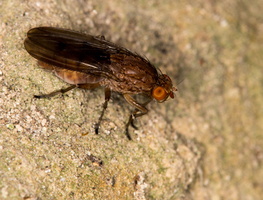 Tetanocera elata