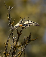 Machaon (Papilio machaon) - photo 1