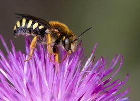 Anthidium punctatum