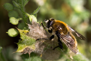 Criorhina berberina