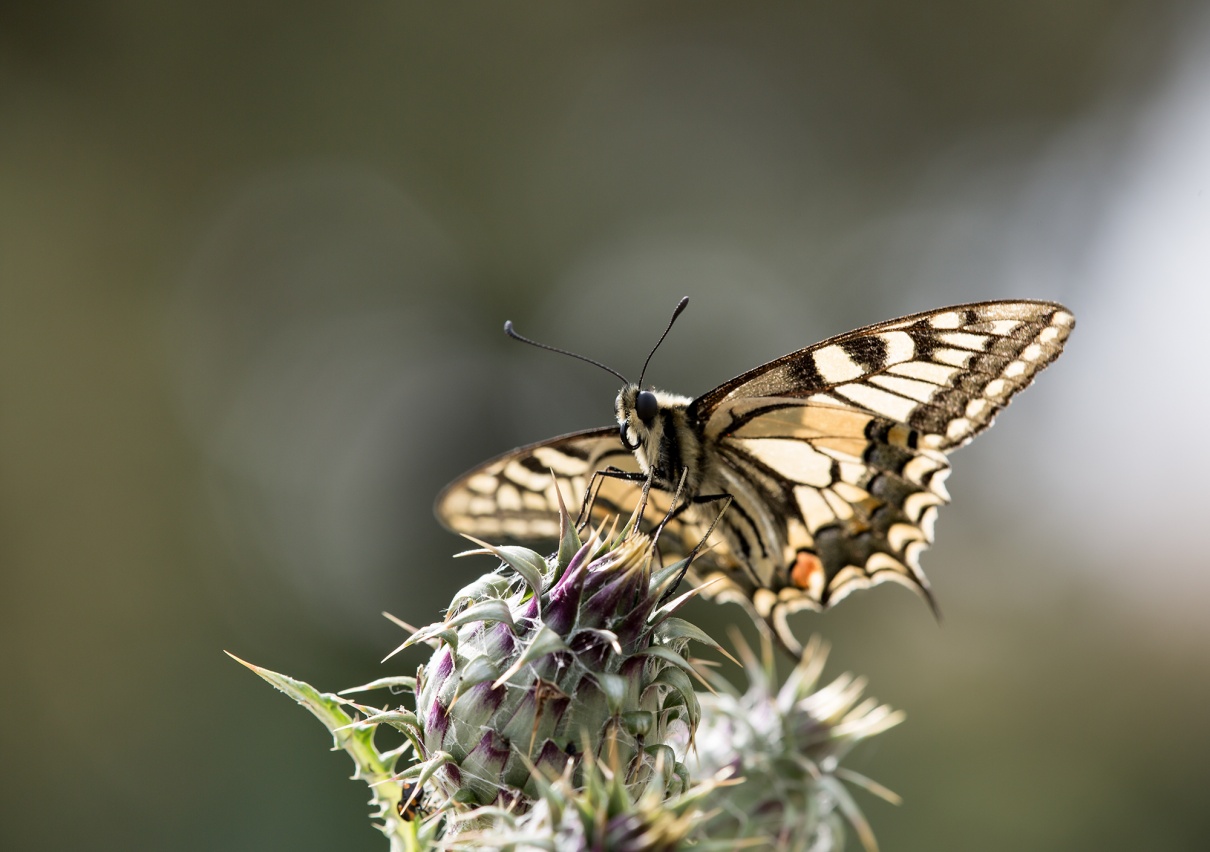 Machaon (Papilio machaon) - photo 2.jpg