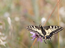Machaon (Papilio machaon) - photo 3