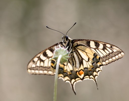 Machaon (Papilio machaon) - photo 4