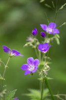 Géranium noueux (Geranium nodosum) 1