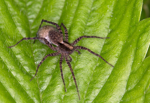 Arachnides