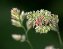 Phacélie à feulles de tanaisie (Phacelia tanacetifolia)