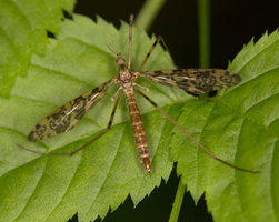 Epiphragma ocellare