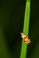 Tordeuse des feuilles du rosier (Acleris bergmanniana)