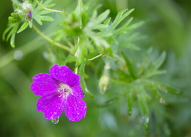 Géranium des bois (Geranium sylvaticum) 3