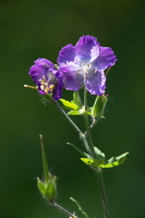 Géranium noueux (Geranium nodosa) 6