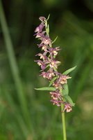 Epipactis rouge sombre (Epipactis atrorubens) - 1