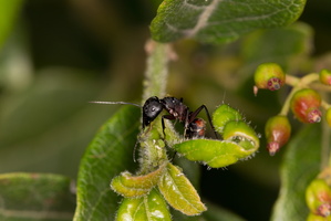 Fourmi charpentière (Camponotus spp.) - 1