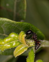 Fourmi charpentière (Camponotus spp.) - 2