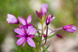 Epilobe des moraines (Epilobium dodonaei)