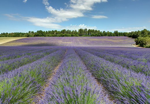 Champs de lavande