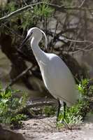 Aigrette garzette (Egretta garzetta) 3