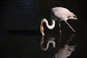 Flamants roses 02