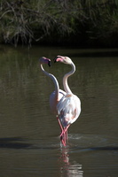 Flamants roses 03