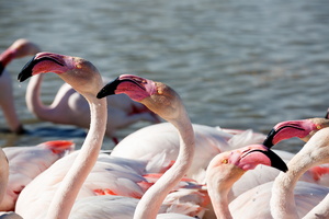 Flamants roses 04