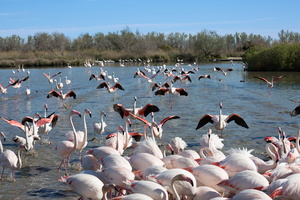 Flamants roses 05