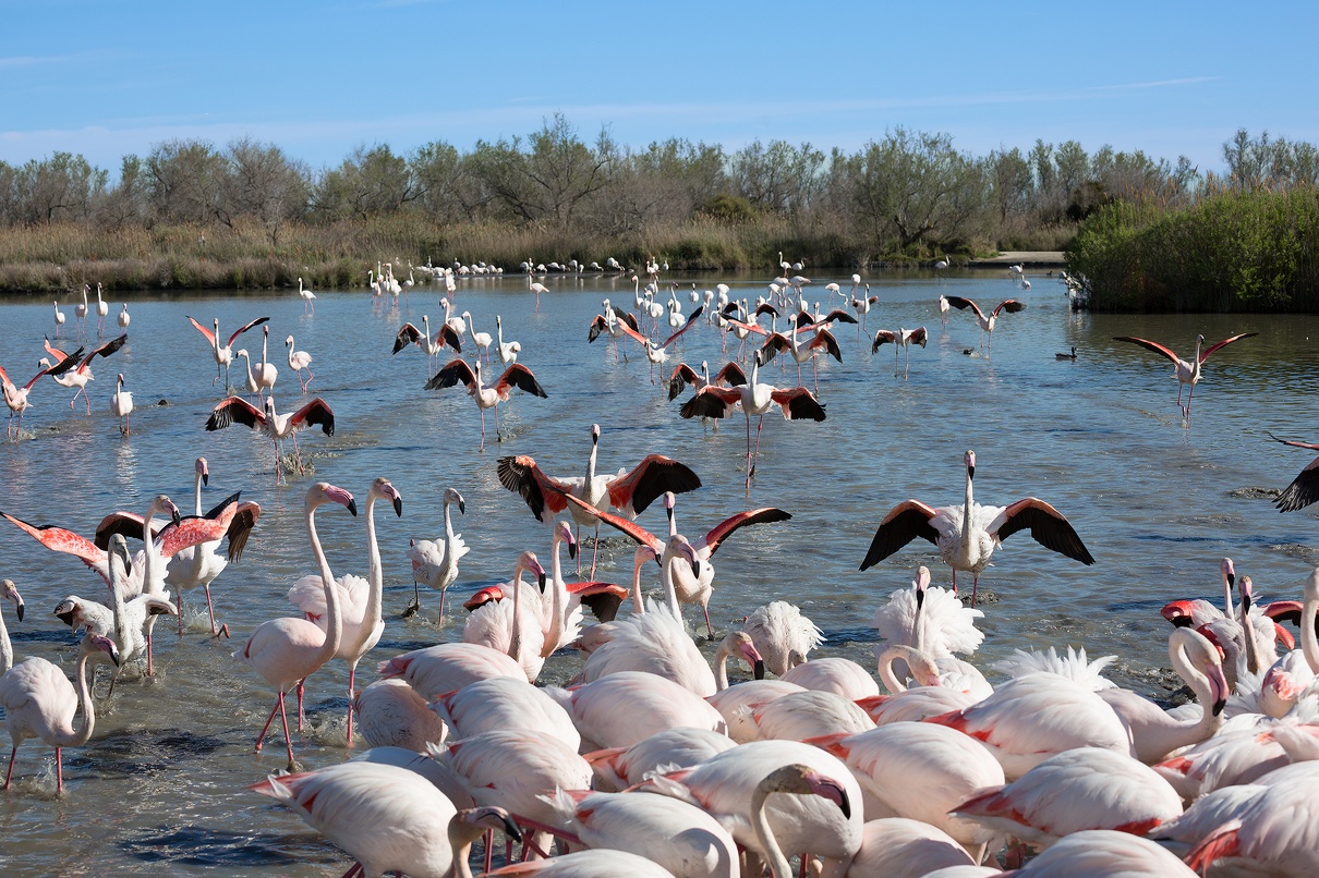 Flamants roses 05.jpg