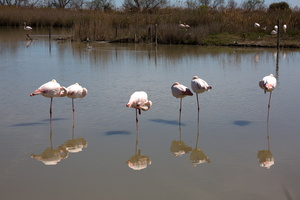 Flamants roses 06