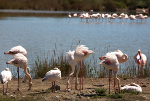 Flamants roses 07