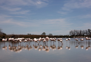 Flamants roses 08