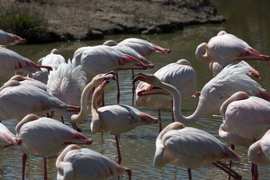 Flamants roses 09