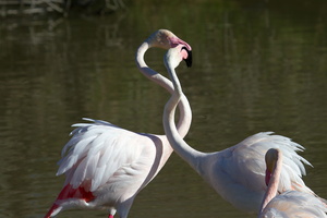 Flamants roses 10