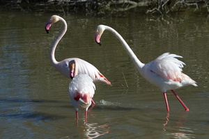 Flamants roses 11