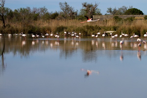 Flamants roses 12